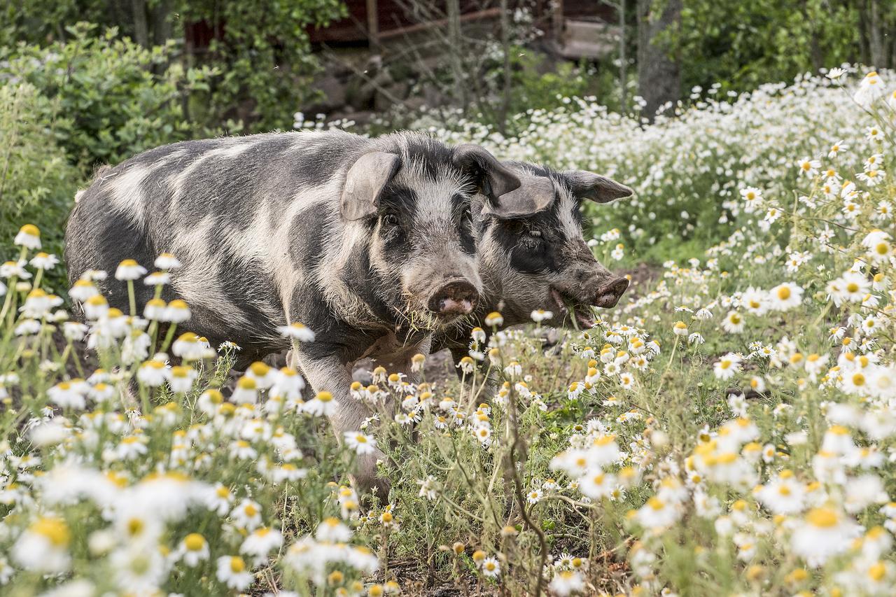 Borggarden Stugor Hultsfred Zewnętrze zdjęcie